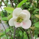 両手バックリターンでは体を開くな