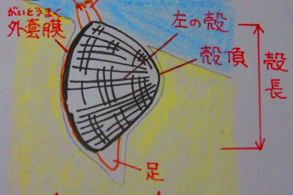 生物実験室 生物同好会 二枚貝