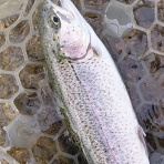 関谷忠一の釣魚大全Ⅱ