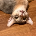 プチいざこざ兄弟
