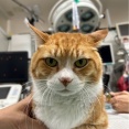 チャトです😼、、、10月と言えばハロウィン🎃