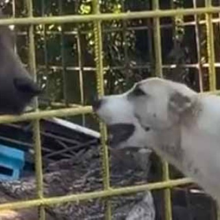 猫の動画 ねこわん！