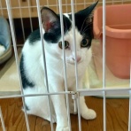 猫だらけ