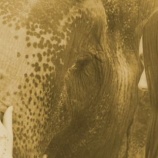 『「修身斉家治国平天下」パーム油生産地での野生動物たちの通行権利』の画像