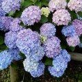 アジサイの花！２