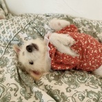 　落合桜　パリの風