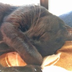 のら３ゃん＆とひろの創作工房