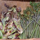 山菜シーズン開幕