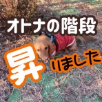 メルロコ一家の横須賀ストーリー