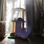 白黒鉢割れ猫の生活日誌