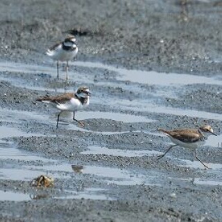 Tokyo_wildbirdpark_blog