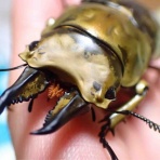 ハルの貧乏飼育記