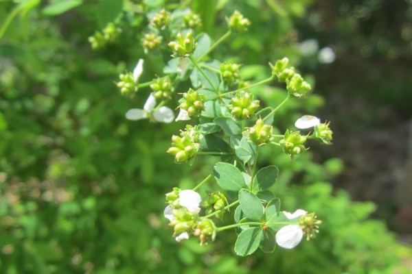 となりのにわ ユキヤナギ