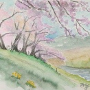 背割堤の桜