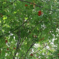 【ガーデニング】赤い実の中で季節外れの花が教えてくれるお買い物♪