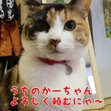 �ؤ��Ĥ�פ��֤�᤮��饤�ֹ��ΤǤ��ʡ٤β���