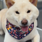 滋賀県　甲賀市　ワンラブ　カインズ甲賀店　ブログ