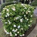 くちなしの花　　須磨