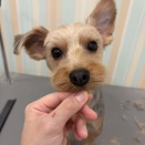 トリミングブログ❣️📸