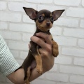 ☆新入荷ワンちゃんご紹介☆
