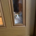 正体はなに？