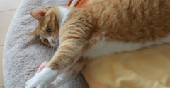 寝そべったまま猫じゃらし。