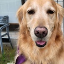 本日、夜臨時休業