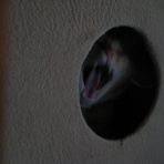 from Rabbit House