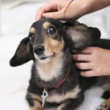 『7月30日(土)~31日(日)は譲渡会です』の画像