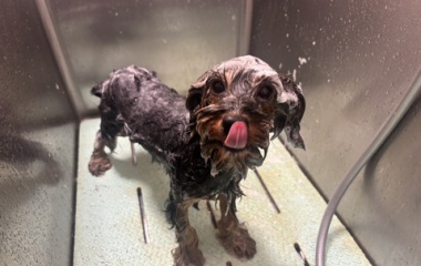 『❤トリミングブログ❤』の画像