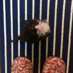 こころクリップ☆