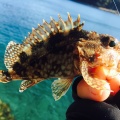 春めいた海でライトゲーム