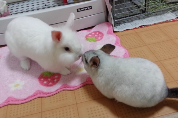 チンチラの危険防止対策中 風船モコちゃんねる チンチラの危険防止対策中 風船モコちゃんねる