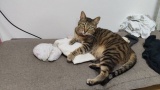 うちの猫見て（※画像あり）