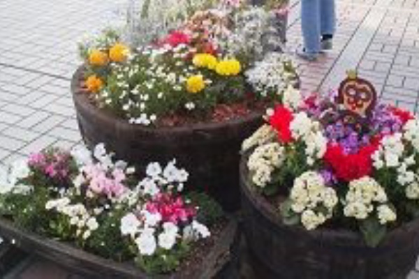 ベランダと花とわたし 寄せ植え