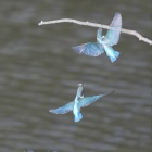 『投稿：MILTOLによるカワセミ　2021/02/11』の画像