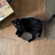 スミちゃんにこっそりごはんをあげようとしたら