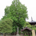 蔵出し画像2026鑁阿寺のアオバズク5🦉📸（足利市）