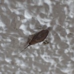 富士山麓の自然