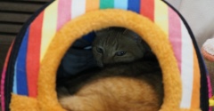 猫、ぬくぬく〜♪