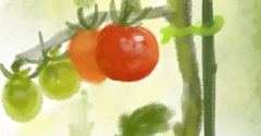 【食べ物イラスト】138 これは『食べ物』括りでいいのか？ミニトマト【植物イラスト】
