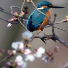 『投稿：BORGによる桜カワセミなど　2020/03/28』の画像