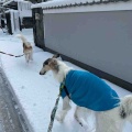 大雪翌日。