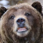 野生のクマに「首輪カメラ」設置→世界初のとんでもない映像が撮れてしまう・・・