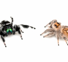 リーガルジャンピングスパイダーの交接