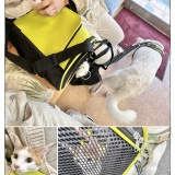 うちの犬のルカ。【９７】
