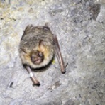 恋ふ森野郎の研究日誌