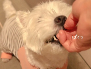 アポキル待ち？それとも…ゆきちの夜の策略