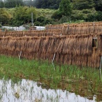 定年後・田舎作って・コメ野菜