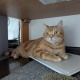 猫、かわいい…